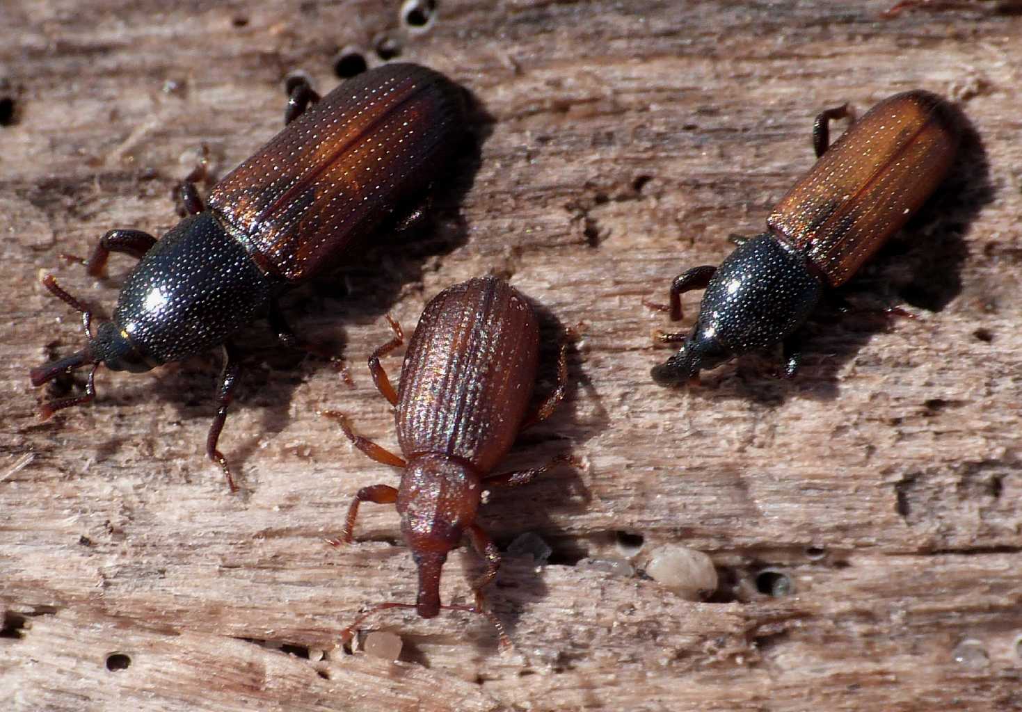 Piccolo Curculionidae di spiaggia - Styphloderes exsculptus